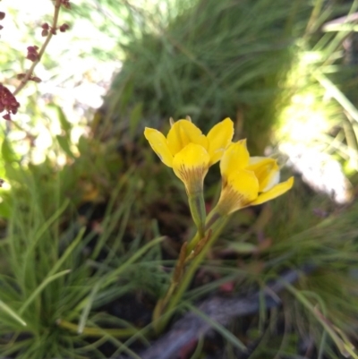 Diuris monticola (Highland Golden Moths) at Yaouk, NSW - 9 Dec 2020 by Greggy