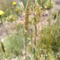 Anthoxanthum odoratum (Sweet Vernal Grass) at Yaouk, NSW - 9 Dec 2020 by Greggy