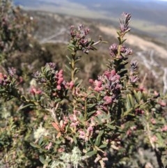 Podocarpus lawrencei (Mountain Plum Pine) at Yaouk, NSW - 8 Dec 2020 by Greggy