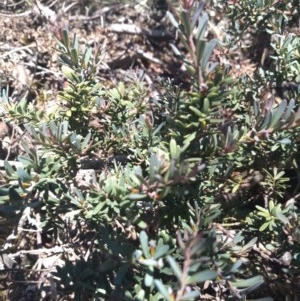 Podocarpus lawrencei at Cotter River, ACT - 9 Dec 2020 01:07 PM