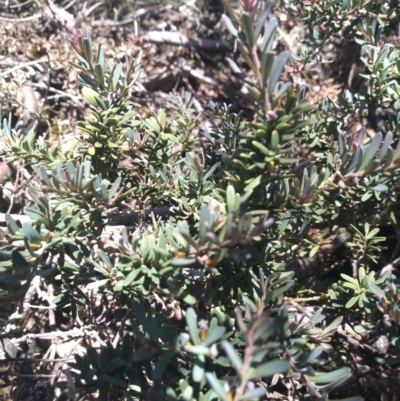 Podocarpus lawrencei (Mountain Plum Pine) at Cotter River, ACT - 9 Dec 2020 by Greggy