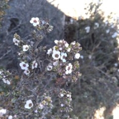 Gaudium namadgiense (Namadgi Tea-tree) at Yaouk, NSW - 9 Dec 2020 by Greggy