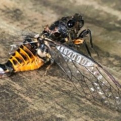 Yoyetta robertsonae (Clicking Ambertail) at Downer, ACT - 8 Dec 2020 by Kellym5