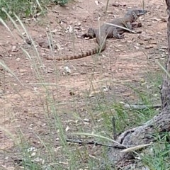 Varanus rosenbergi (Heath or Rosenberg's Monitor) at Mount Majura - 10 Dec 2020 by Avery