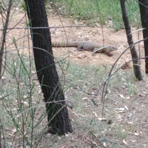 Varanus rosenbergi at Watson, ACT - suppressed