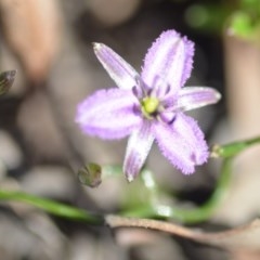 Thysanotus patersonii (Twining Fringe Lily) at Wamboin, NSW - 1 Oct 2020 by natureguy