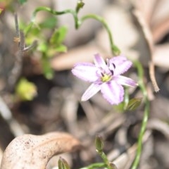 Thysanotus patersonii at Wamboin, NSW - 1 Oct 2020 03:38 PM