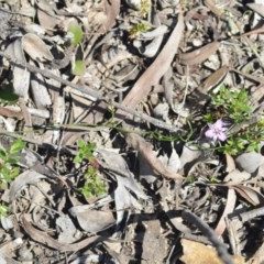 Thysanotus patersonii at Wamboin, NSW - 1 Oct 2020 03:38 PM