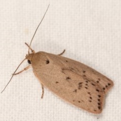 Heliocausta undescribed species (A Concealer moth (Wingia group)) at Melba, ACT - 15 Nov 2020 by kasiaaus
