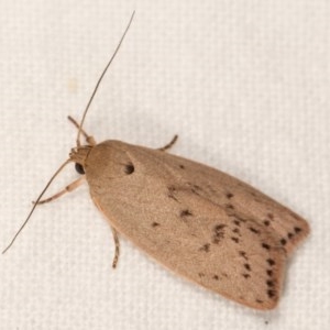 Heliocausta undescribed species at Melba, ACT - 15 Nov 2020 11:01 PM