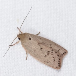 Heliocausta undescribed species at Melba, ACT - 15 Nov 2020 11:01 PM