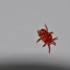 Trombidiidae sp. (family) (Red velvet mite) at Wamboin, NSW - 7 Oct 2020 by natureguy