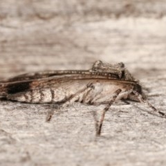 Austroterpna paratorna at Melba, ACT - 15 Nov 2020 11:14 PM