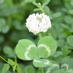 Trifolium repens (White Clover) at Wamboin, NSW - 9 Oct 2020 by natureguy
