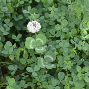 Trifolium repens at Wamboin, NSW - 9 Oct 2020