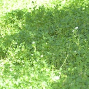 Trifolium repens at Wamboin, NSW - 9 Oct 2020