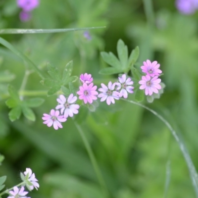 Geranium molle subsp. molle (Cranesbill Geranium) at Wamboin, NSW - 9 Oct 2020 by natureguy