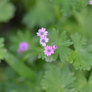 Geranium molle subsp. molle at Wamboin, NSW - 9 Oct 2020