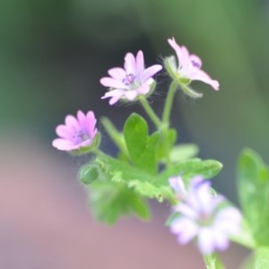 Geranium molle subsp. molle at Wamboin, NSW - 9 Oct 2020 04:37 PM