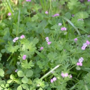 Geranium molle subsp. molle at Wamboin, NSW - 9 Oct 2020 04:37 PM