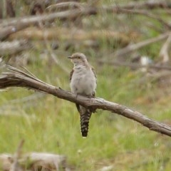 Cacomantis pallidus (Pallid Cuckoo) at Penrose, NSW - 10 Dec 2020 by Snowflake