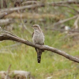 Cacomantis pallidus at Penrose - 10 Dec 2020 02:23 PM