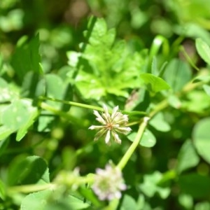 Trifolium glomeratum at Wamboin, NSW - 9 Oct 2020