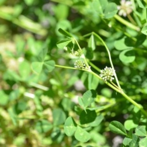 Trifolium glomeratum at Wamboin, NSW - 9 Oct 2020