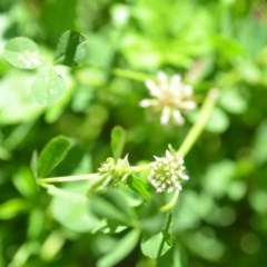 Trifolium glomeratum at Wamboin, NSW - 9 Oct 2020