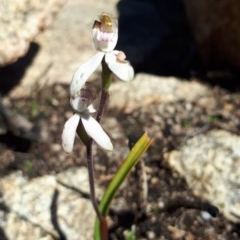 Caladenia moschata (Musky Caps) at Yaouk, NSW - 8 Dec 2020 by FelicityGrant