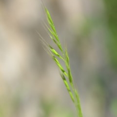 Vulpia bromoides (Squirrel-tail Fescue, Hair Grass) at Wamboin, NSW - 9 Oct 2020 by natureguy