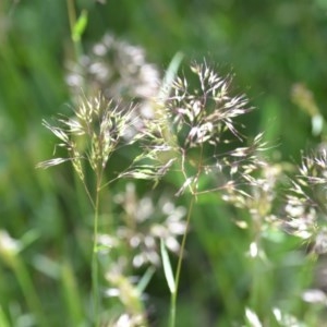 Pentaschistis airoides at Wamboin, NSW - 9 Oct 2020