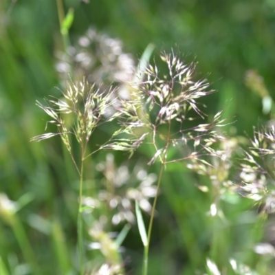 Pentaschistis airoides (False Hairgrass) at Wamboin, NSW - 9 Oct 2020 by natureguy