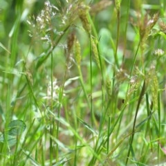 Pentaschistis airoides at Wamboin, NSW - 9 Oct 2020