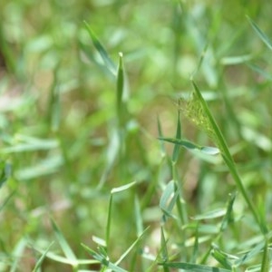 Pentaschistis airoides at Wamboin, NSW - 9 Oct 2020