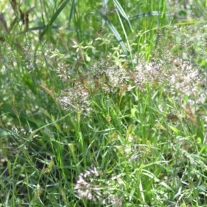 Pentaschistis airoides at Wamboin, NSW - 9 Oct 2020