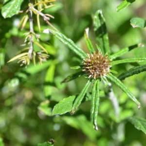 Euchiton sphaericus at Wamboin, NSW - 9 Oct 2020