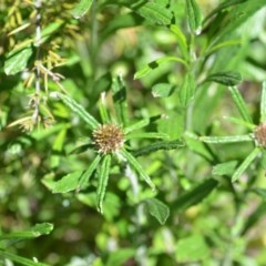 Euchiton sphaericus at Wamboin, NSW - 9 Oct 2020