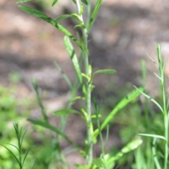 Euchiton sphaericus at Wamboin, NSW - 9 Oct 2020