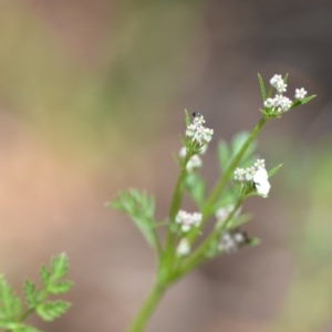 Daucus glochidiatus at Wamboin, NSW - 9 Oct 2020