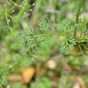 Daucus glochidiatus at Wamboin, NSW - 9 Oct 2020