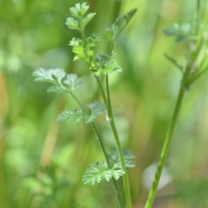 Daucus glochidiatus at Wamboin, NSW - 9 Oct 2020