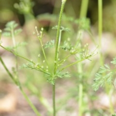 Daucus glochidiatus at Wamboin, NSW - 9 Oct 2020 04:44 PM