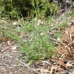 Daucus glochidiatus at Wamboin, NSW - 9 Oct 2020