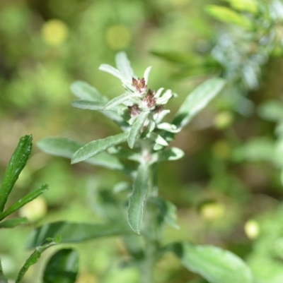 Gamochaeta calviceps (Narrowleaf Purple Everlasting) at Wamboin, NSW - 9 Oct 2020 by natureguy