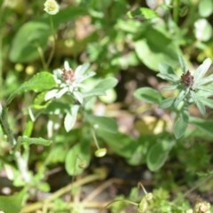 Gamochaeta purpurea at Wamboin, NSW - 9 Oct 2020