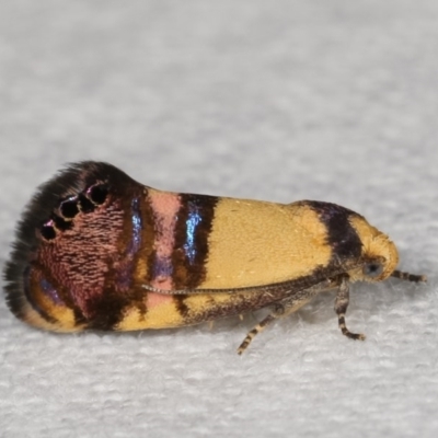 Eupselia satrapella and similar species (An Hypertrophid moth) at Melba, ACT - 15 Nov 2020 by kasiaaus