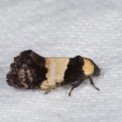 Eupselia axiepaena (A Twig moth) at Melba, ACT - 15 Nov 2020 by kasiaaus