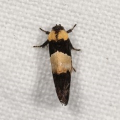 Eupselia axiepaena at Melba, ACT - 15 Nov 2020