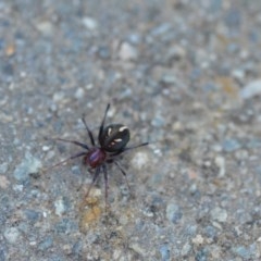 Habronestes bradleyi (Bradley's Ant-Eating Spider) at Wamboin, NSW - 11 Oct 2020 by natureguy